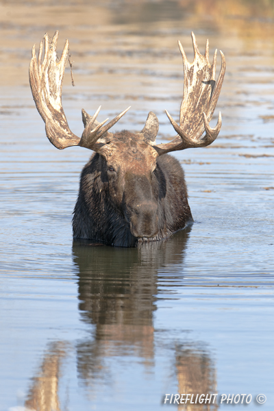 wildlife;Bull Moose;Moose;Alces alces;pond;reflection;Gros Ventre;Grand Teton;WY;D3X;2012
