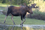 wildlife;Bull-Moose;Moose;Alces-alces;pond;Grand-Teton;WY;D4;2012
