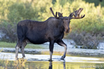 wildlife;Bull-Moose;Moose;Alces-alces;pond;Grand-Teton;WY;D4;2012