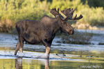 wildlife;Bull-Moose;Moose;Alces-alces;pond;Grand-Teton;WY;D4;2012