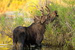 wildlife;Bull-Moose;Moose;Alces-alces;pond;Grand-Teton;WY;D4;2012