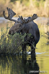 wildlife;Bull-Moose;Moose;Alces-alces;pond;Grand-Teton;WY;D4;2012