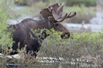 wildlife;Bull-Moose;Moose;Alces-alces;pond;Grand-Teton;WY;Wyoming;D4;2012