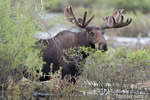 wildlife;Bull-Moose;Moose;Alces-alces;Sagebrush;pond;Grand-Teton;WY;D4;2012