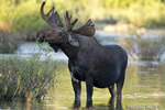 wildlife;Bull-Moose;Moose;Alces-alces;Sagebrush;Pond;Grand-Teton;WY;D4;2012