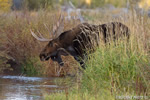 wildlife;Bull-Moose;Moose;Alces-alces;Gros-Ventre;Grand-Teton;WY;D4;2013