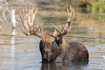 wildlife;Bull-Moose;Moose;Alces-alces;pond;Gros-Ventre;Grand-Teton;WY;D3X;2012