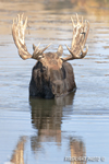wildlife;Bull-Moose;Moose;Alces-alces;pond;reflection;Gros-Ventre;Grand-Teton;WY;D3X;2012