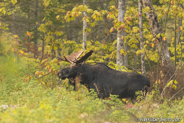 wildlife;Bull Moose;Moose;Alces alces;Foliage;Northern NH;NH;D5;2017