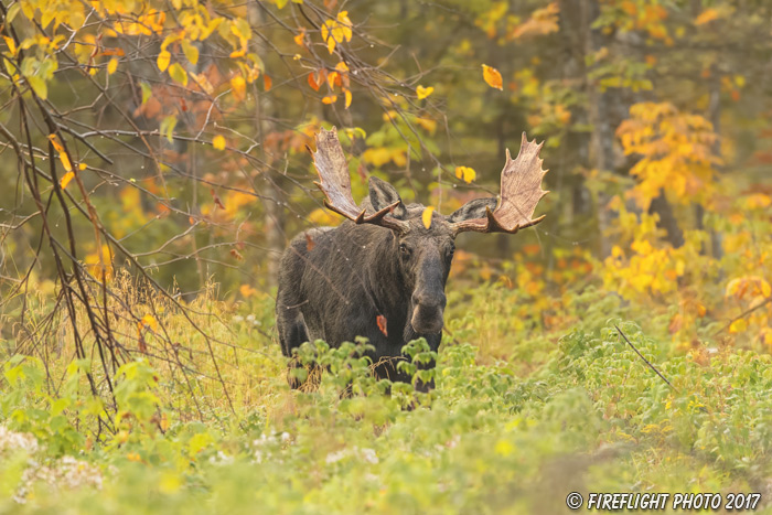 wildlife;Bull Moose;Moose;Alces alces;Foliage;Northern NH;NH;D5;2017