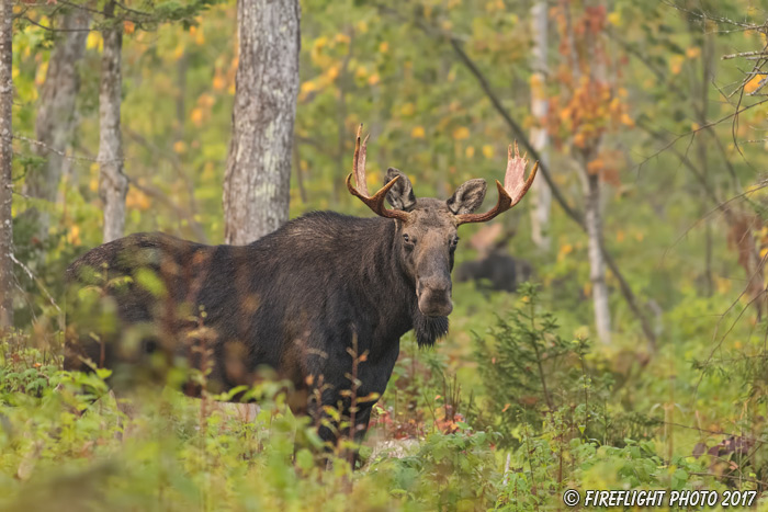 wildlife;Bull Moose;Moose;Alces alces;Foliage;Northern NH;NH;D5;2017