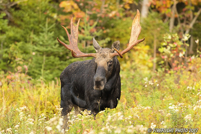 wildlife;Bull Moose;Moose;Alces alces;Foliage;Northern NH;NH;D5;2017