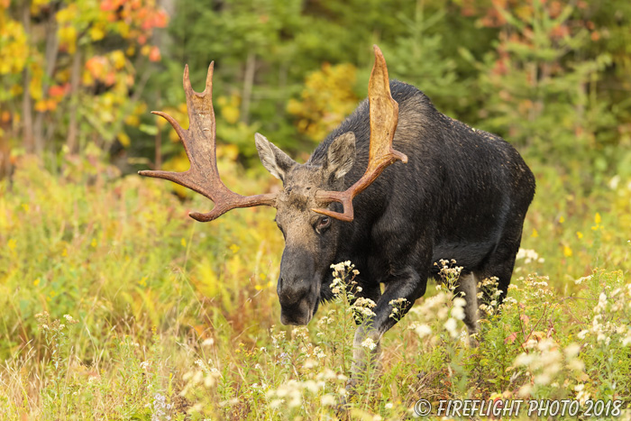 wildlife;Bull Moose;Moose;Alces alces;Foliage;Northern NH;NH;D5;2017