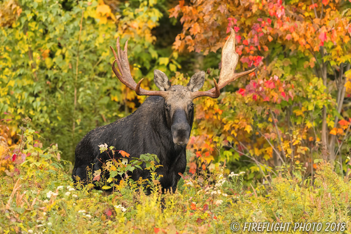 wildlife;Bull Moose;Moose;Alces alces;Foliage;Northern NH;NH;D5;2017