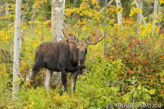 wildlife;Bull Moose;Moose;Alces alces;Foliage;birch tree;Northern NH;NH;D5;2017