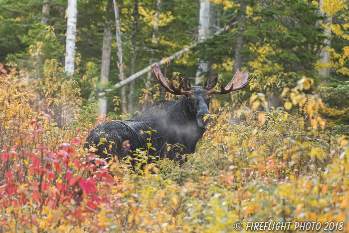 wildlife;Bull Moose;Moose;Alces alces;Foliage;Northern NH;NH;D5;2017