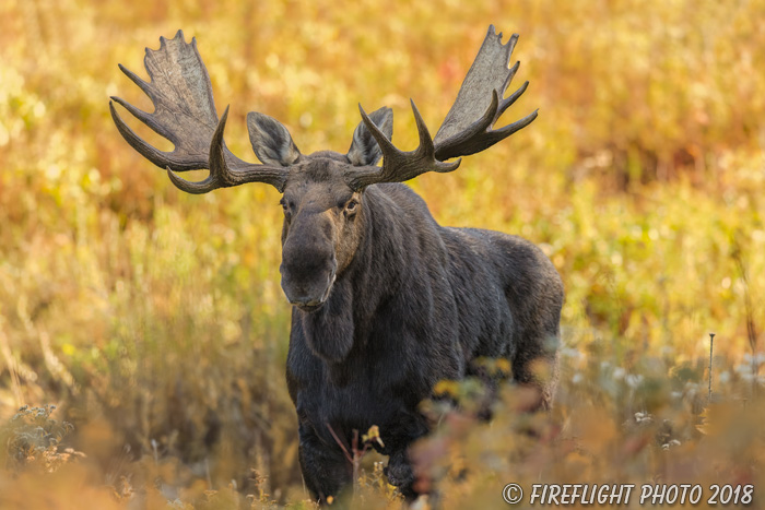 wildlife;Bull Moose;Moose;Alces alces;Foliage;Northern NH;NH;D5;2017