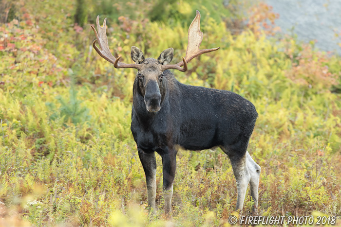 wildlife;Bull Moose;Moose;Alces alces;Foliage;Northern NH;NH;D5;2017