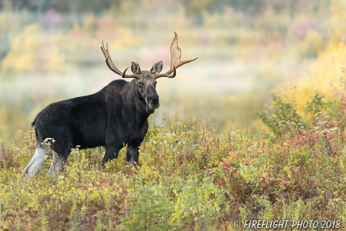 wildlife;Bull Moose;Moose;Alces alces;Foliage;Fog;Northern NH;NH;D5;2017