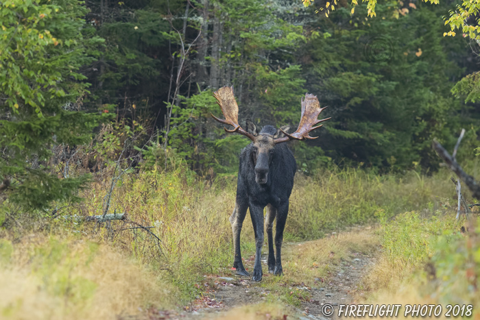 wildlife;Bull Moose;Moose;Alces alces;Foliage;Errol NH;NH;D5;2017
