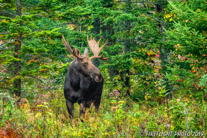 wildlife;Bull Moose;Moose;Alces alces;woods;pine;NH;Easton;green;D5