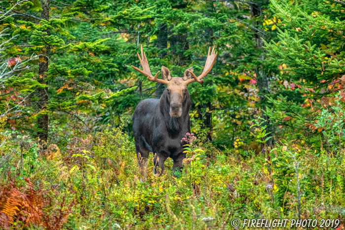 wildlife;Bull Moose;Moose;Alces alces;woods;pine;NH;Easton;green;D5