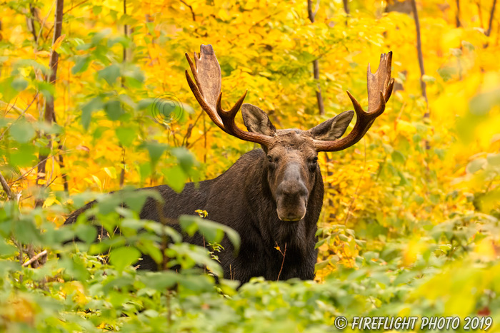 wildlife;Bull Moose;Moose;Alces alces;Fall;Foliage;NH;Milan;Yellow;D5