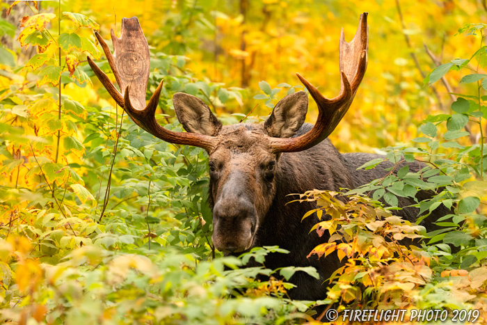wildlife;Bull Moose;Moose;Alces alces;Fall;Foliage;NH;Milan;Yellow;D5