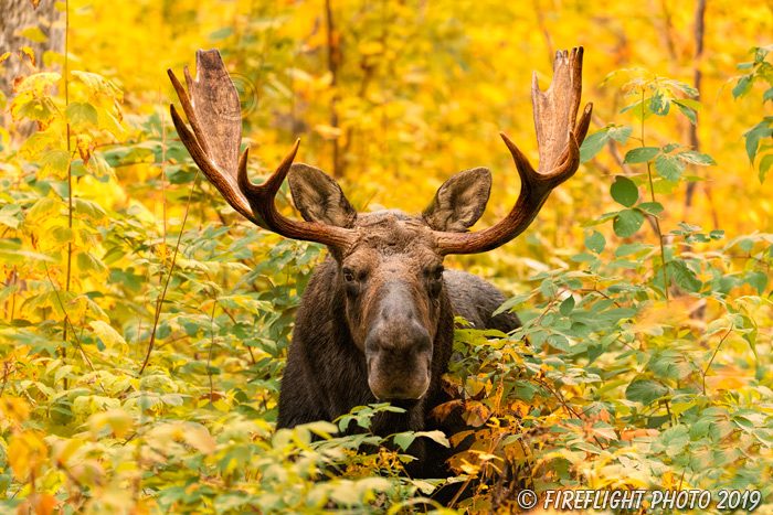 wildlife;Bull Moose;Moose;Alces alces;Fall;Foliage;NH;Milan;Yellow;D5