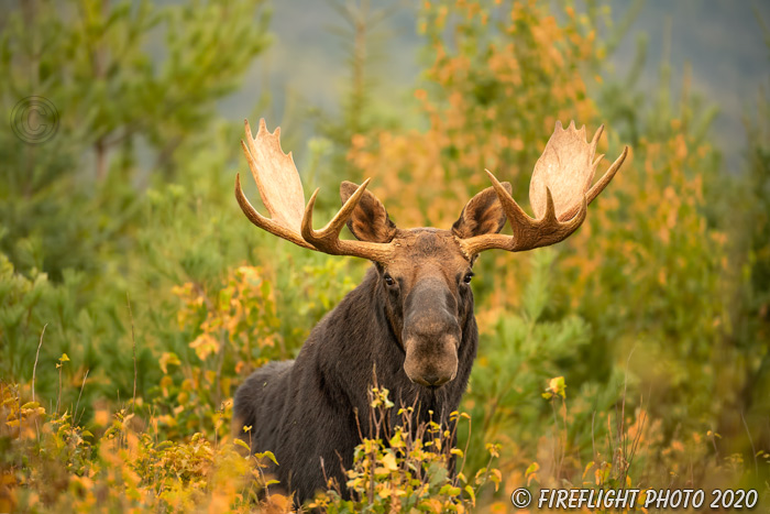 wildlife;Bull Moose;Moose;Alces alces;trees;foliage;New Hampshire;NH;D5