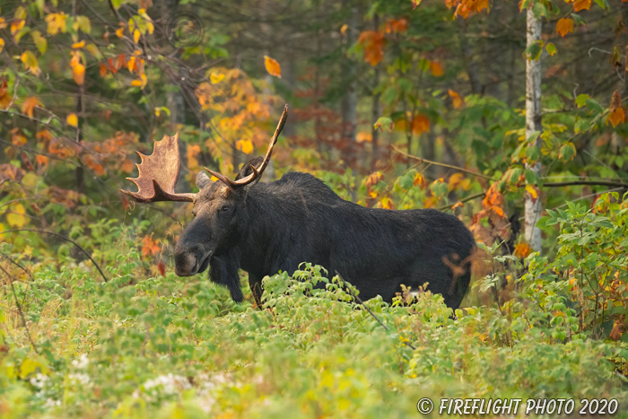 wildlife;Bull Moose;Moose;Alces alces;trees;foliage;New Hampshire;NH;D5