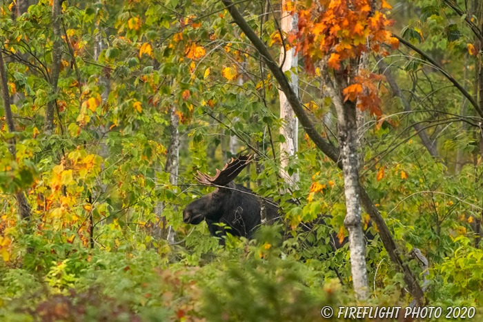 wildlife;Bull Moose;Moose;Alces alces;trees;foliage;New Hampshire;NH;D5