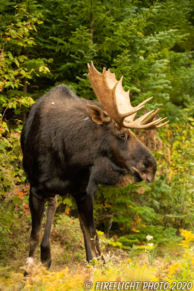 wildlife;Bull Moose;Moose;Alces alces;trees;foliage;New Hampshire;NH;D5