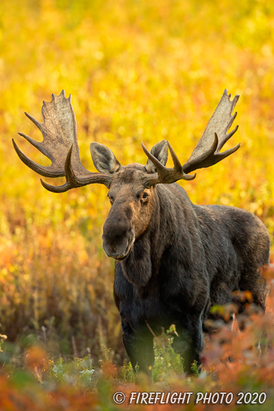 wildlife;Bull Moose;Moose;Alces alces;Foliage;Northern NH;NH;D5;2020