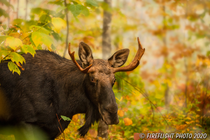 wildlife;Bull Moose;Moose;Alces alces;Foliage;Northern NH;NH;D5;2020
