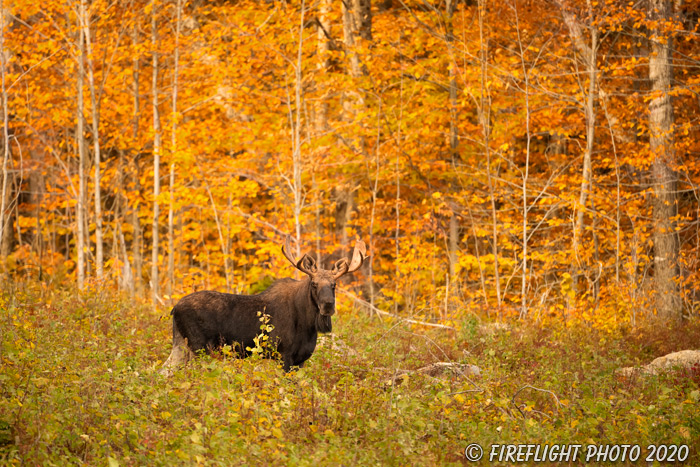 wildlife;Bull Moose;Moose;Alces alces;Fall;Foliage;NH;New Hampshire;D5;400mm