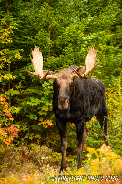 wildlife;Bull Moose;Moose;Alces alces;trees;foliage;New Hampshire;NH;D5