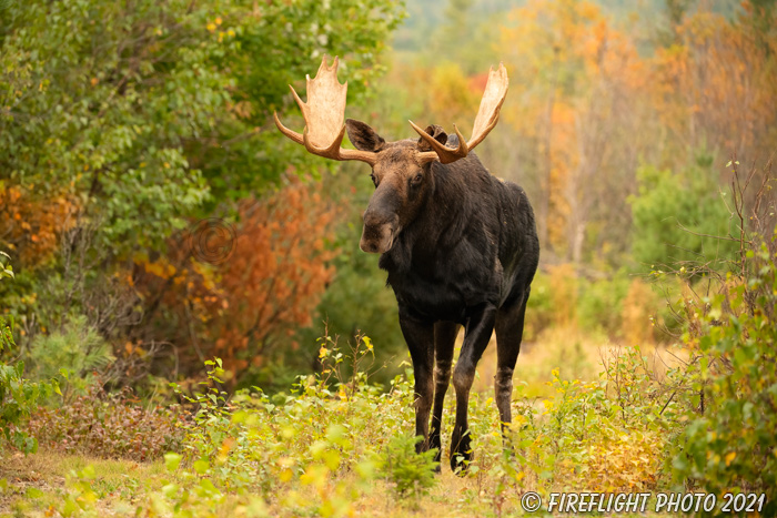 wildlife;Bull Moose;Moose;Alces alces;Fall;Foliage;NH;Berlin;leaves;trees;Yellow;D5