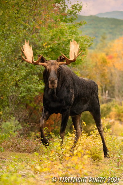 wildlife;Bull Moose;Moose;Alces alces;Fall;Foliage;NH;Berlin;leaves;trees;Yellow;D5