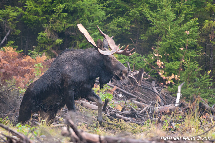 wildlife;Bull Moose;Moose;Alces alces;Clearcut;Berlin;NH;D3X;2011