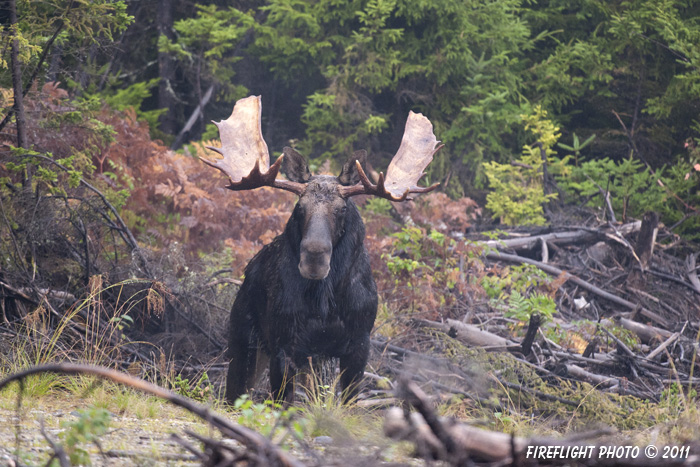 wildlife;Bull Moose;Moose;Alces alces;Clearcut;Berlin;NH;D3X;2011