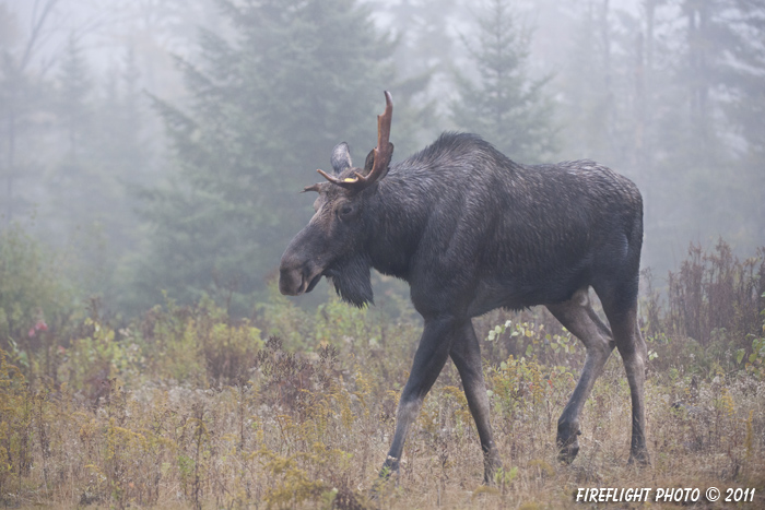 wildlife;Bull Moose;Moose;Alces alces;Broken Antler;Fog;Berlin;NH;D3X;2011