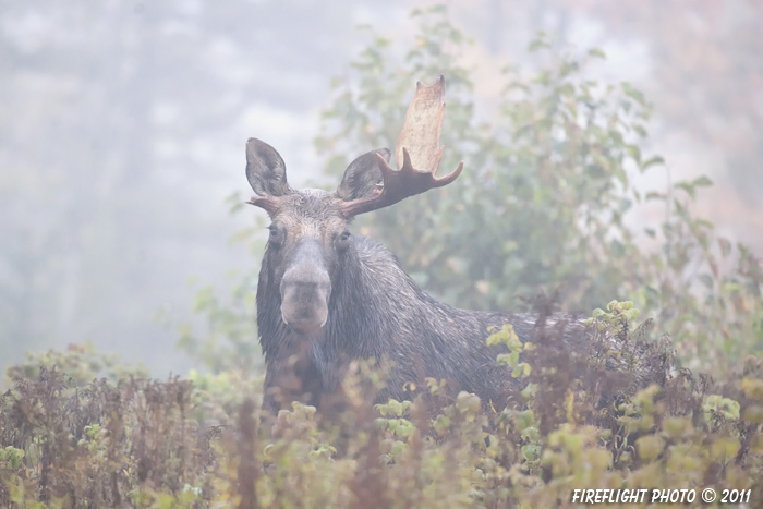 wildlife;Bull Moose;Moose;Alces alces;Fog;Broken Antler;Berlin;NH;D3X;2011