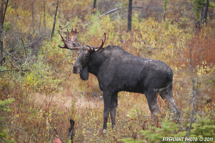 wildlife;Bull Moose;Moose;Alces alces;Bog;Branch;Berlin;NH;D3X;2011