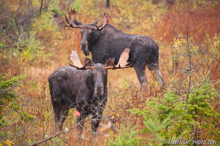 wildlife;Bull Moose;Moose;Alces alces;Bog;Rain;Branch;Berlin;NH;D3X;2011
