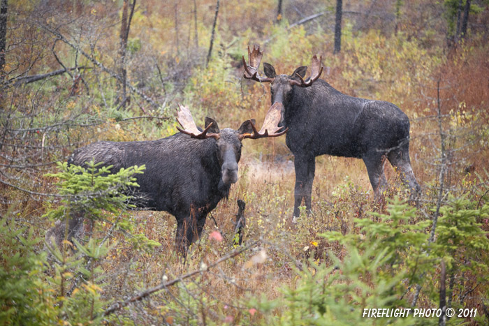 wildlife;Bull Moose;Moose;Alces alces;Bog;Rain;Branch;Berlin;NH;D3X;2011