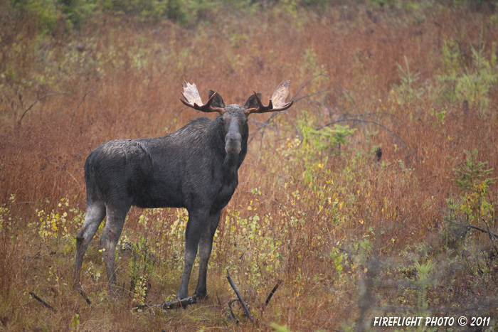 wildlife;Bull Moose;Moose;Alces alces;Bog;Berlin;NH;D3X;2011