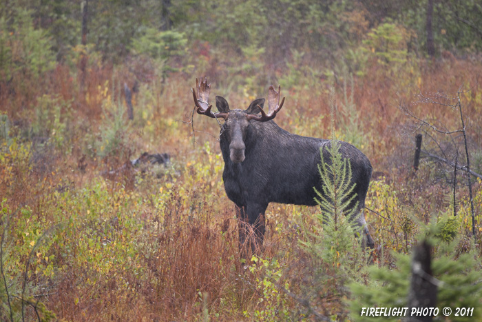 wildlife;Bull Moose;Moose;Alces alces;Bog;Rain;Berlin;NH;D3X;2011