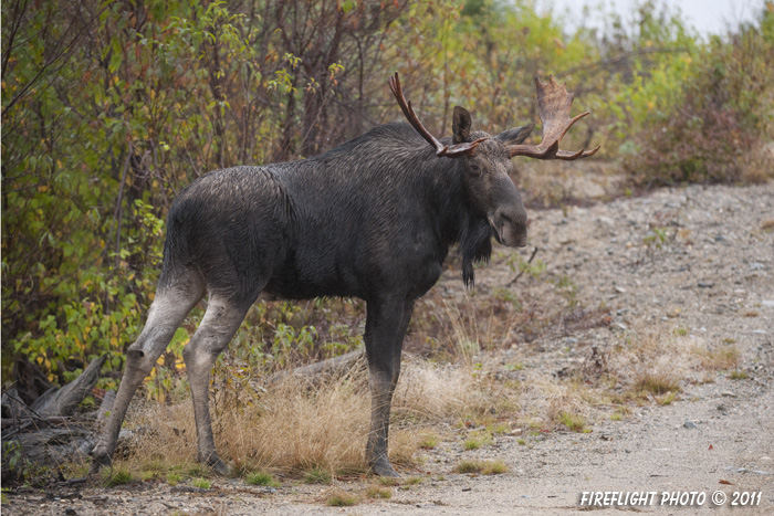 wildlife;Bull Moose;Moose;Alces alces;Gravel;Berlin;NH;D3X;2011