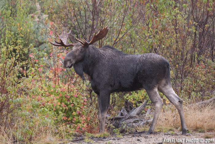 wildlife;Bull Moose;Moose;Alces alces;Gravel;Back roads;Berlin;NH;D3X;2011